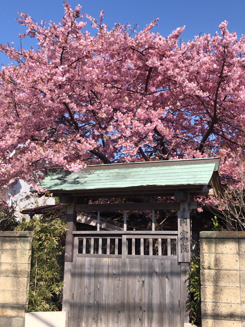 お寺の桜が満開です。